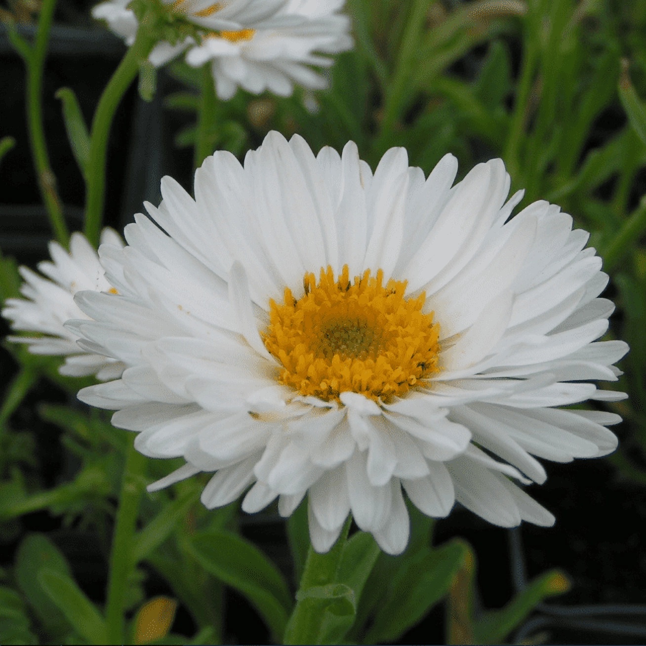 Превью изображения