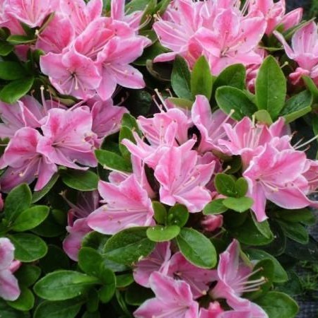 Превью изображения