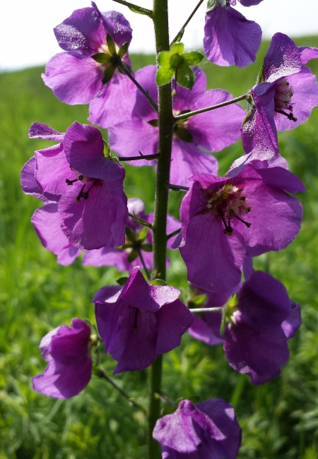 Превью изображения