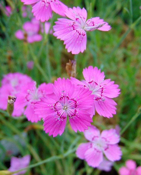 Превью изображения