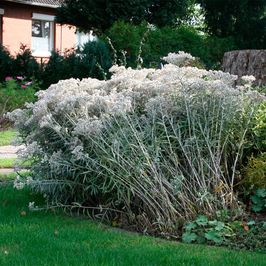 Превью изображения