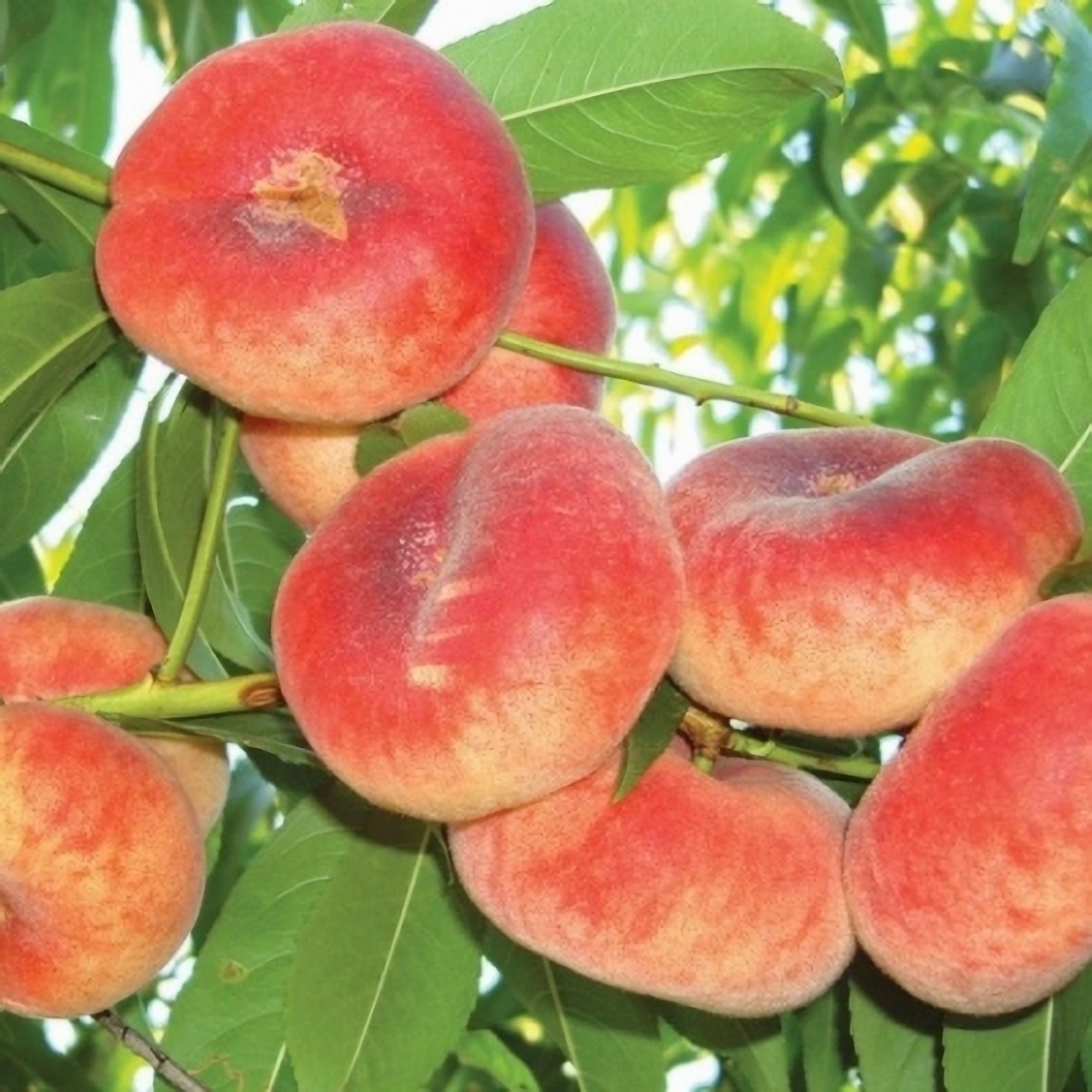 Превью изображения