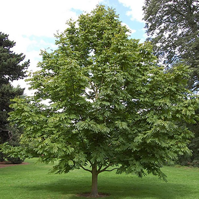 Превью изображения