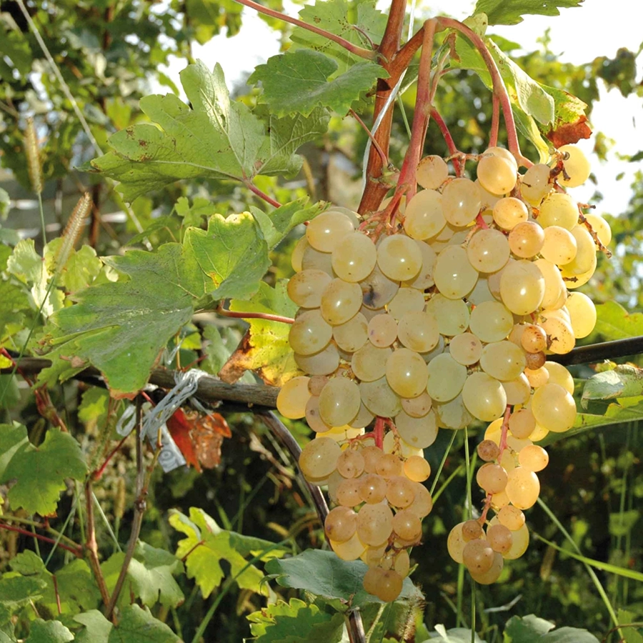 Превью изображения