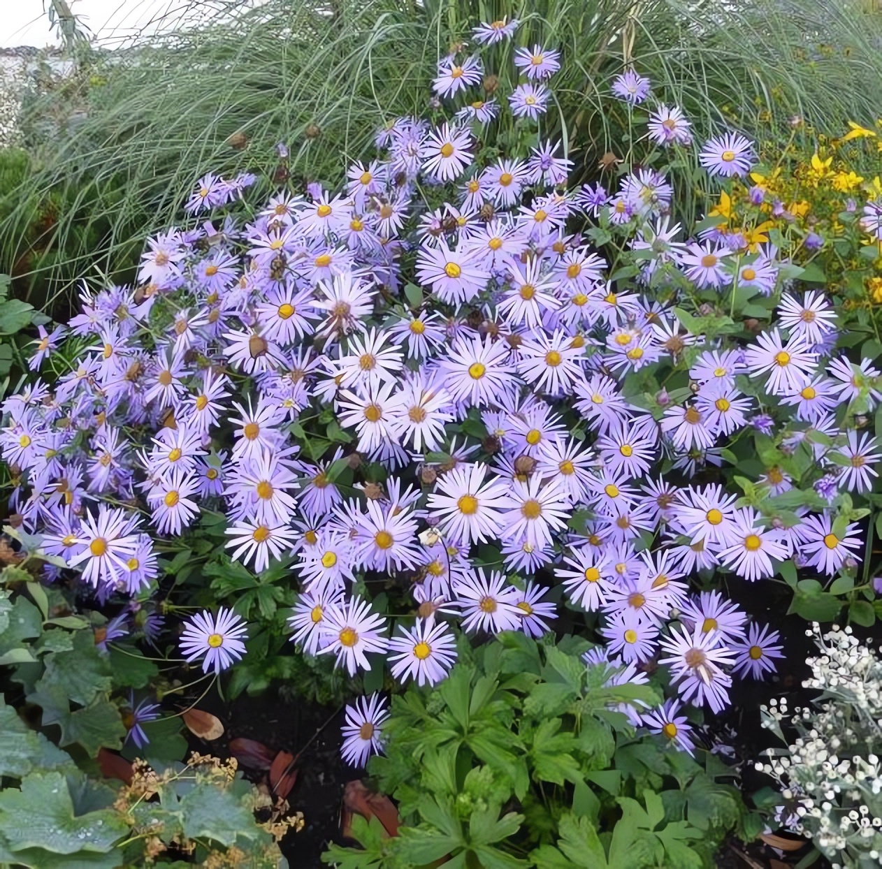 Превью изображения