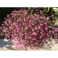 Превью изображения