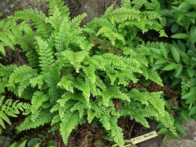 Превью изображения