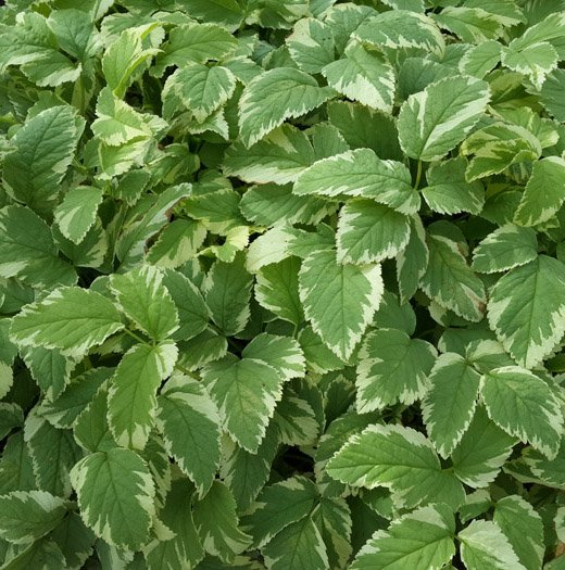 Превью изображения