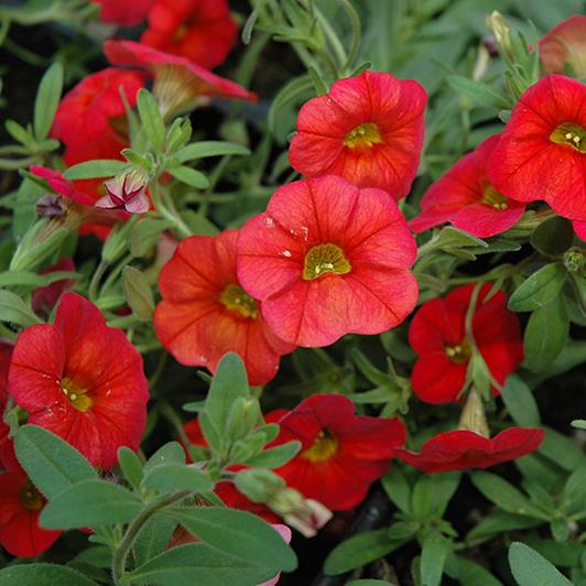 Превью изображения