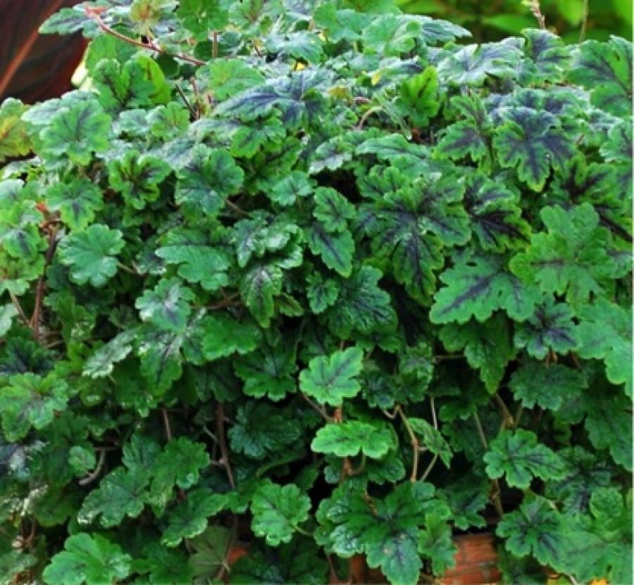 Превью изображения