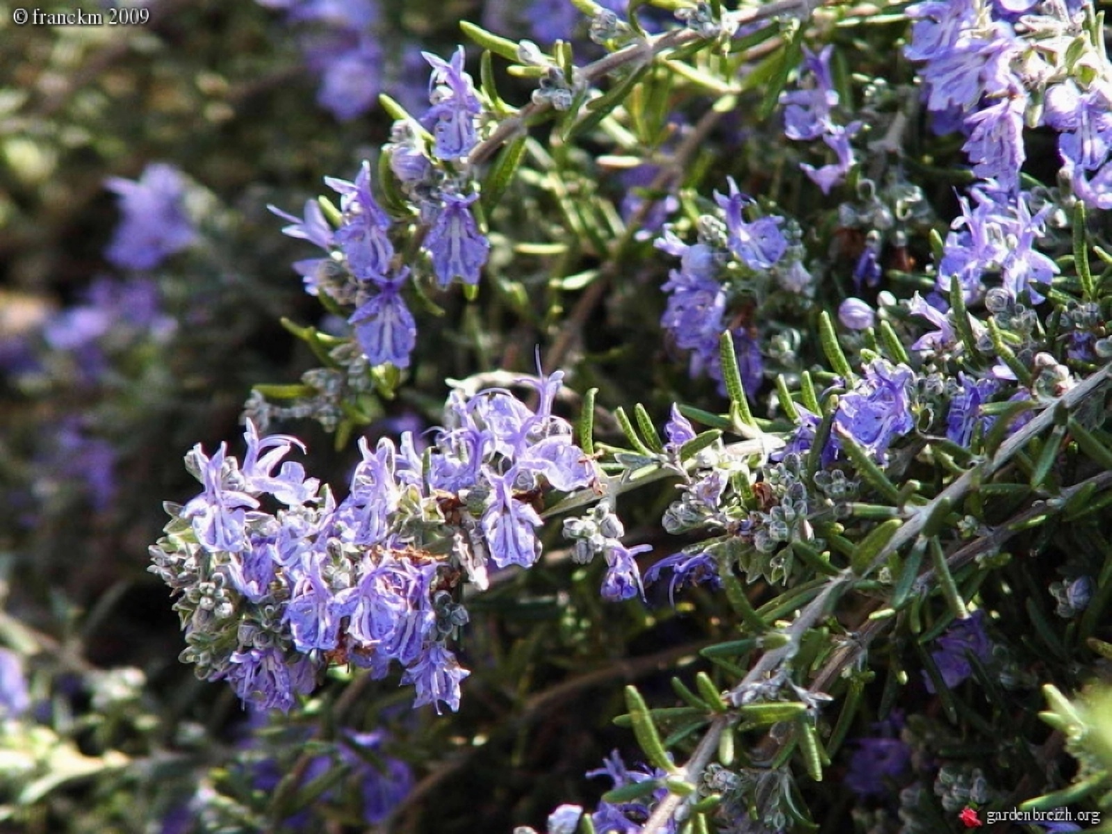 Превью изображения