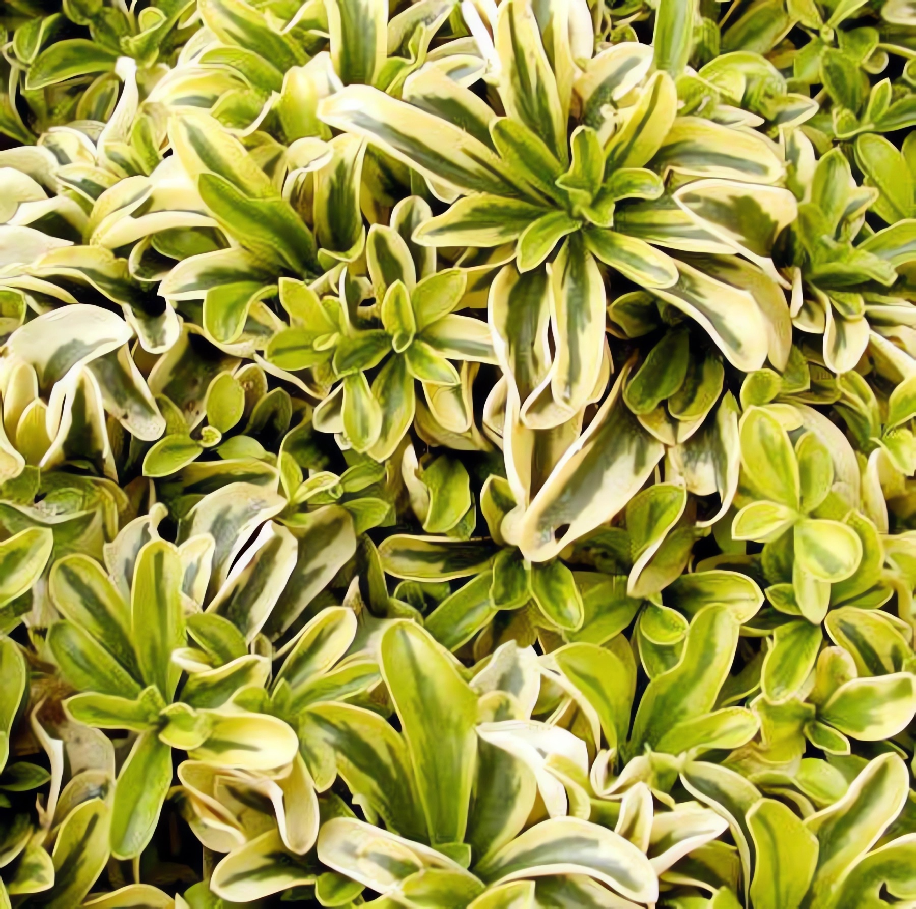 Превью изображения