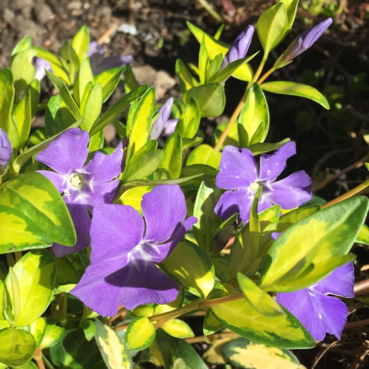 Превью изображения