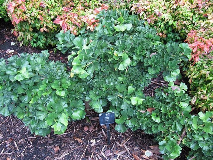 Превью изображения