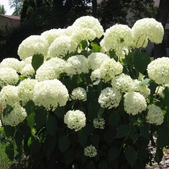 Превью изображения