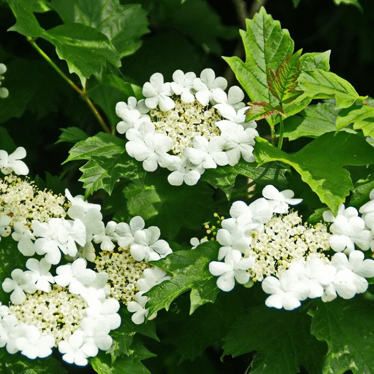 Превью изображения