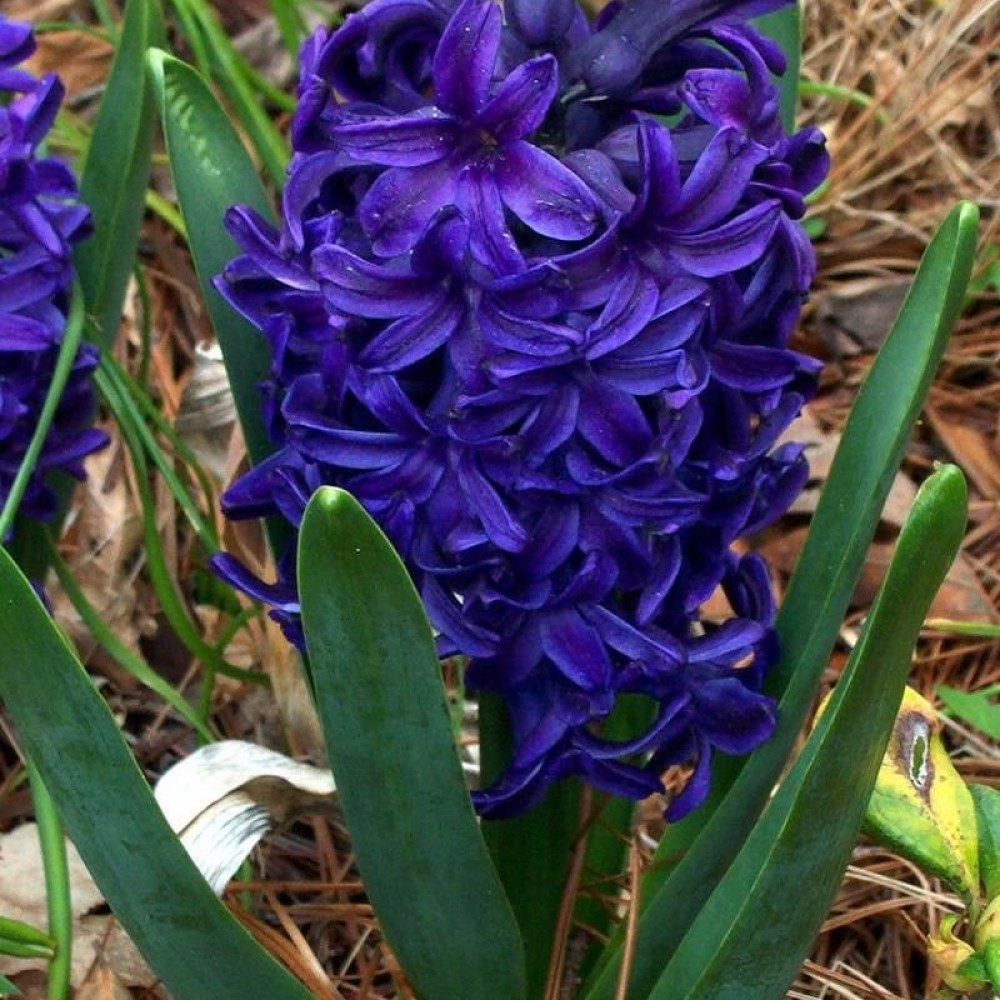 Превью изображения