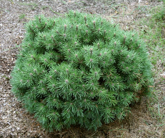 Превью изображения