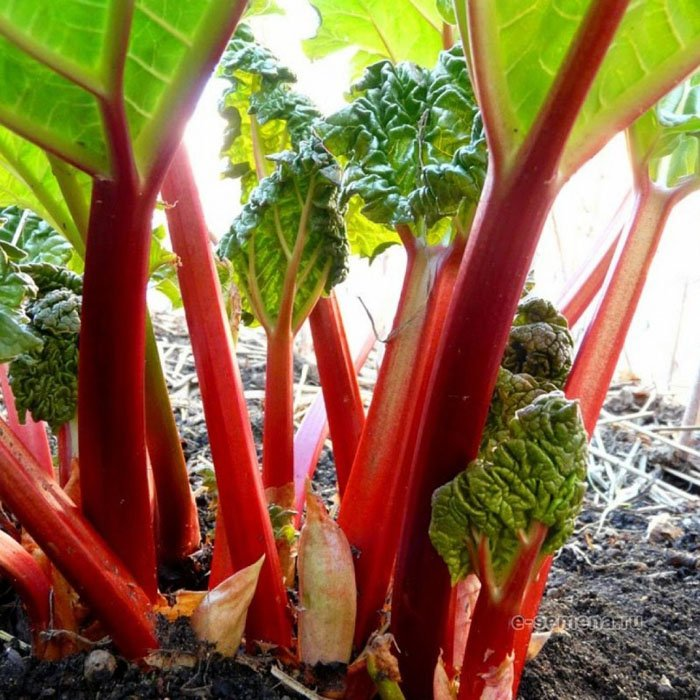 Превью изображения