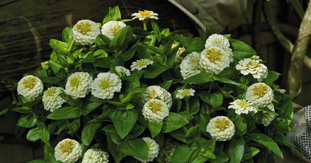 Превью изображения