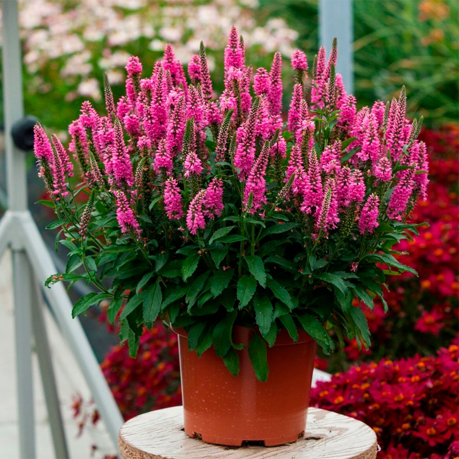 Превью изображения