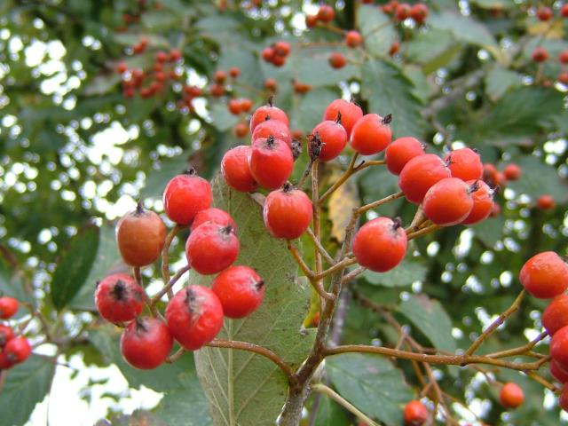 Превью изображения