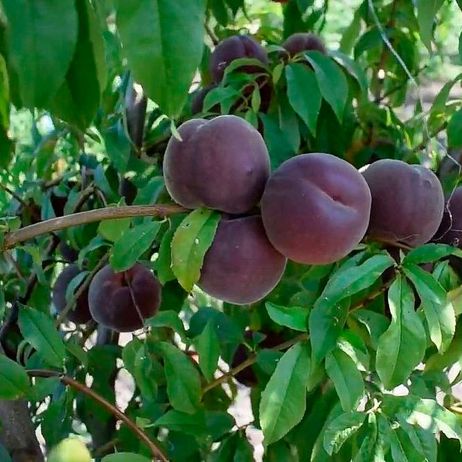 Превью изображения