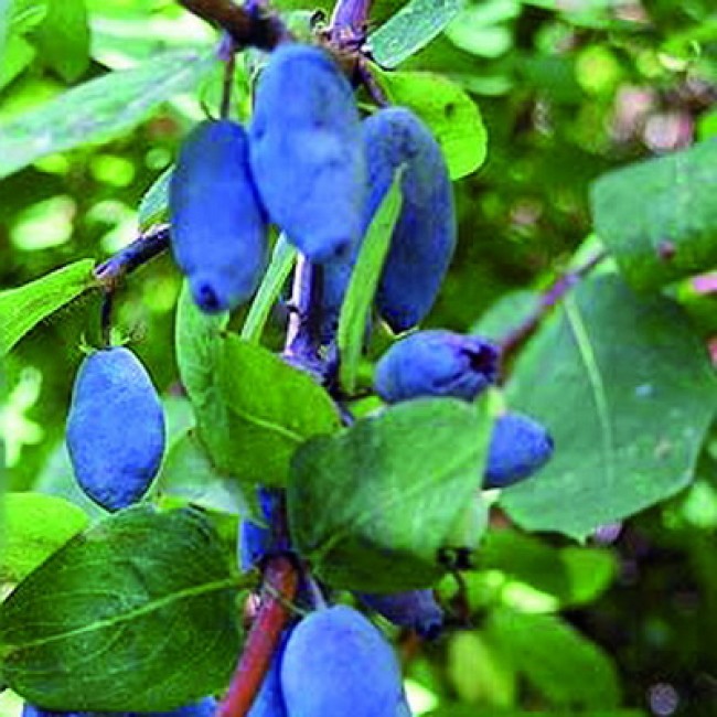 Превью изображения