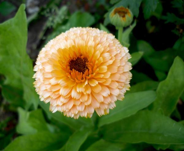 Превью изображения