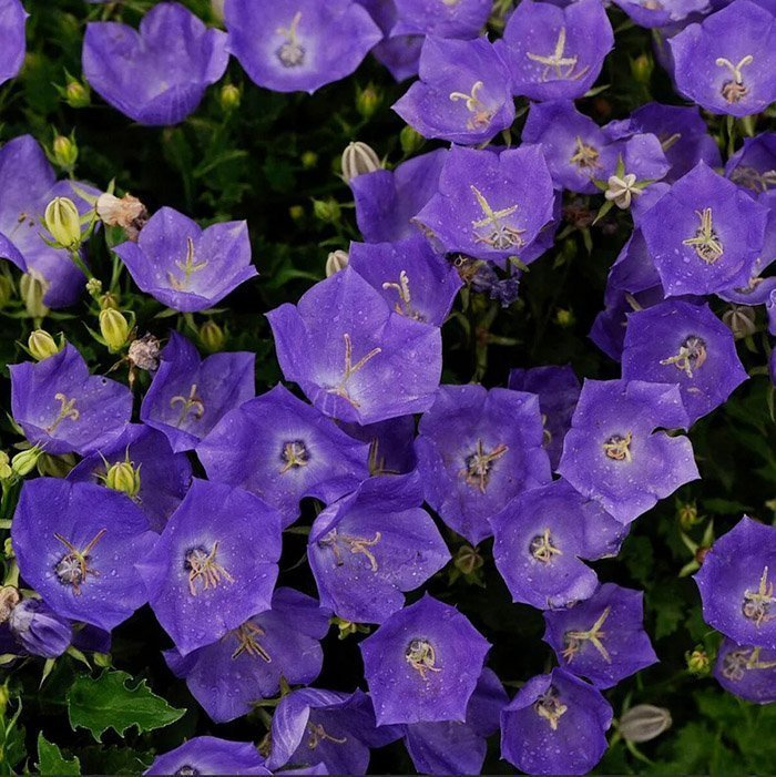 Превью изображения