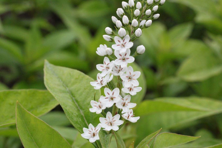 Превью изображения