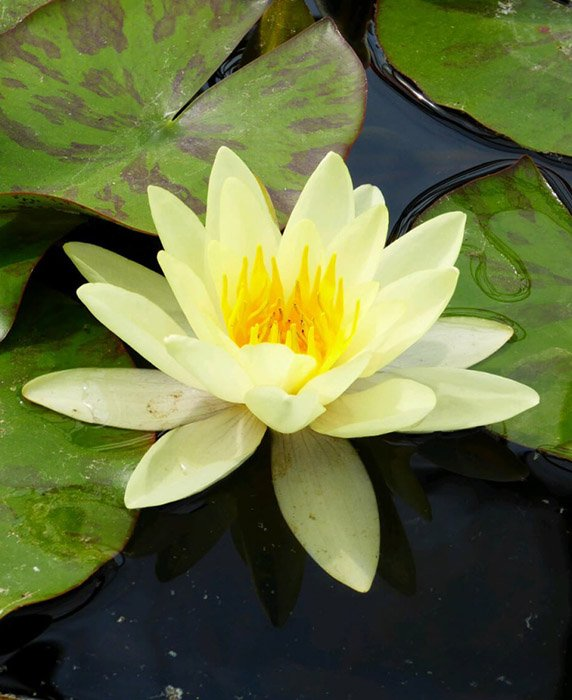 Превью изображения