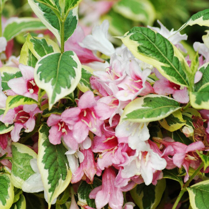 Превью изображения