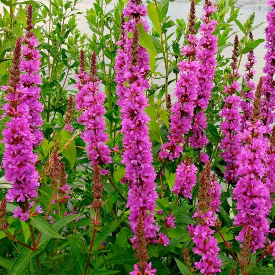 Превью изображения