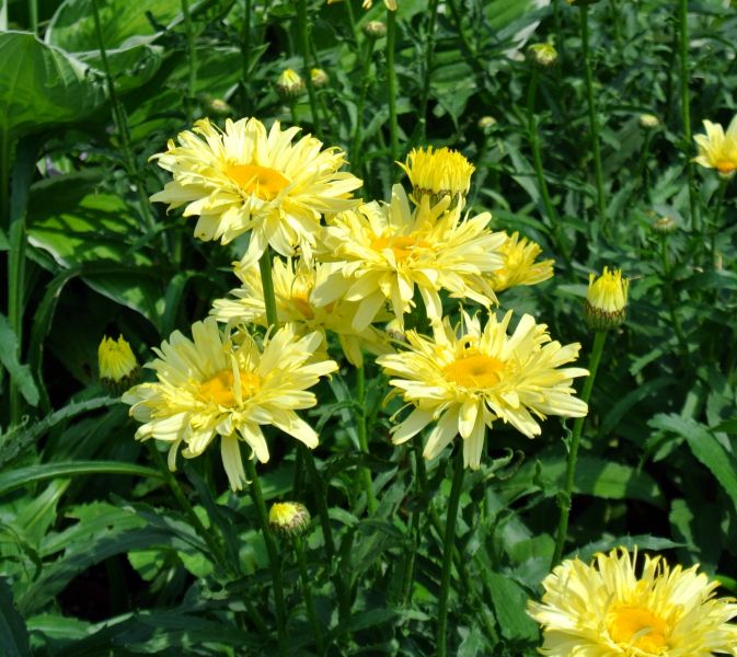 Превью изображения