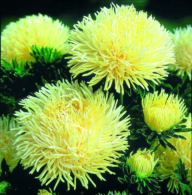 Превью изображения