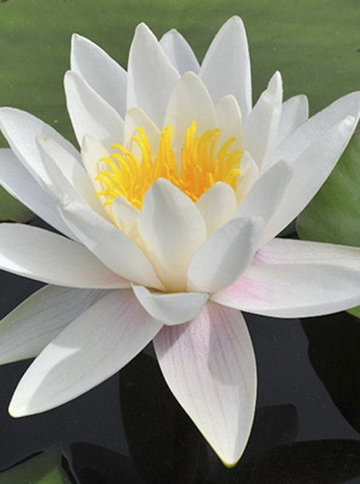 Превью изображения