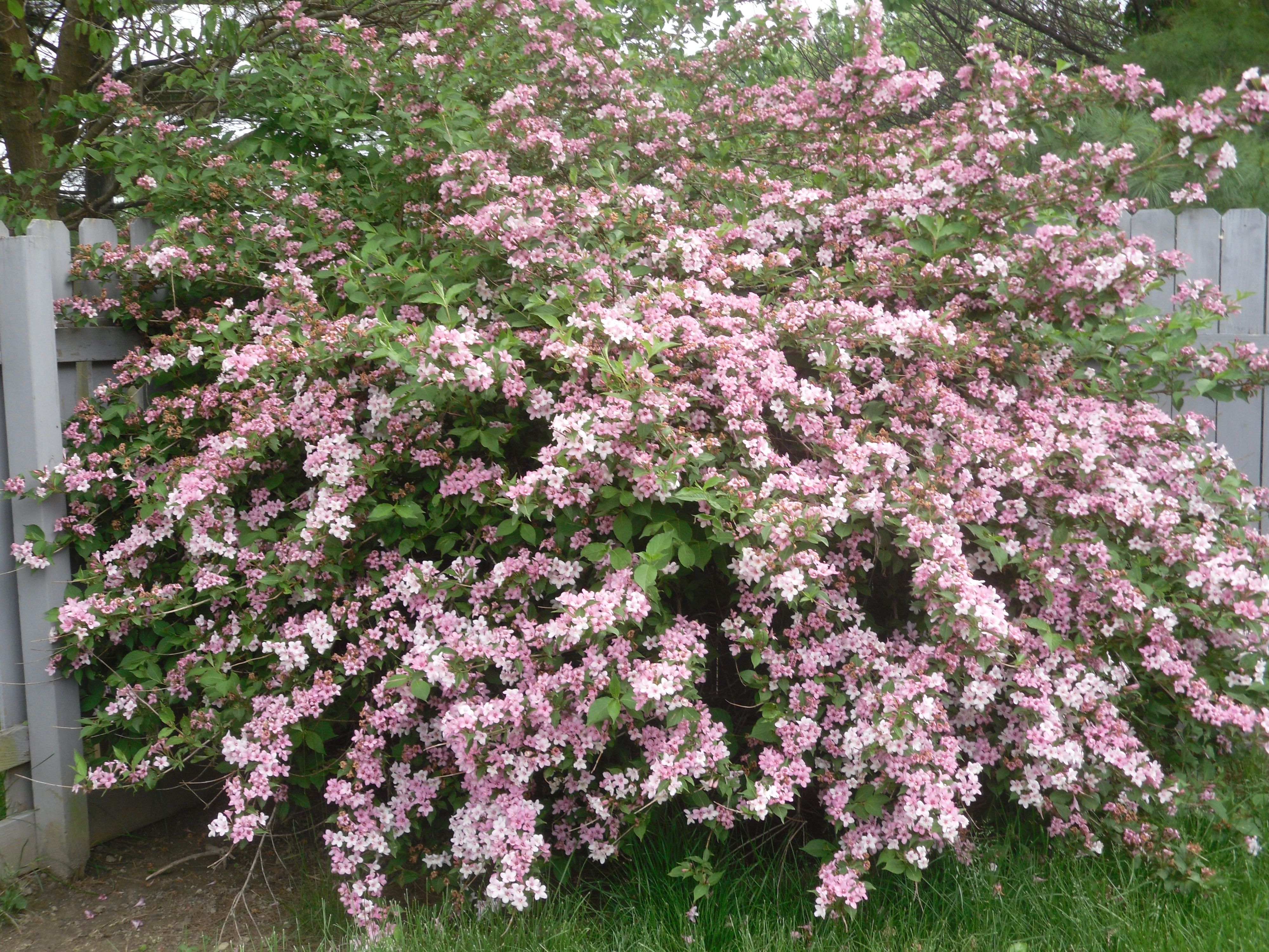 Превью изображения