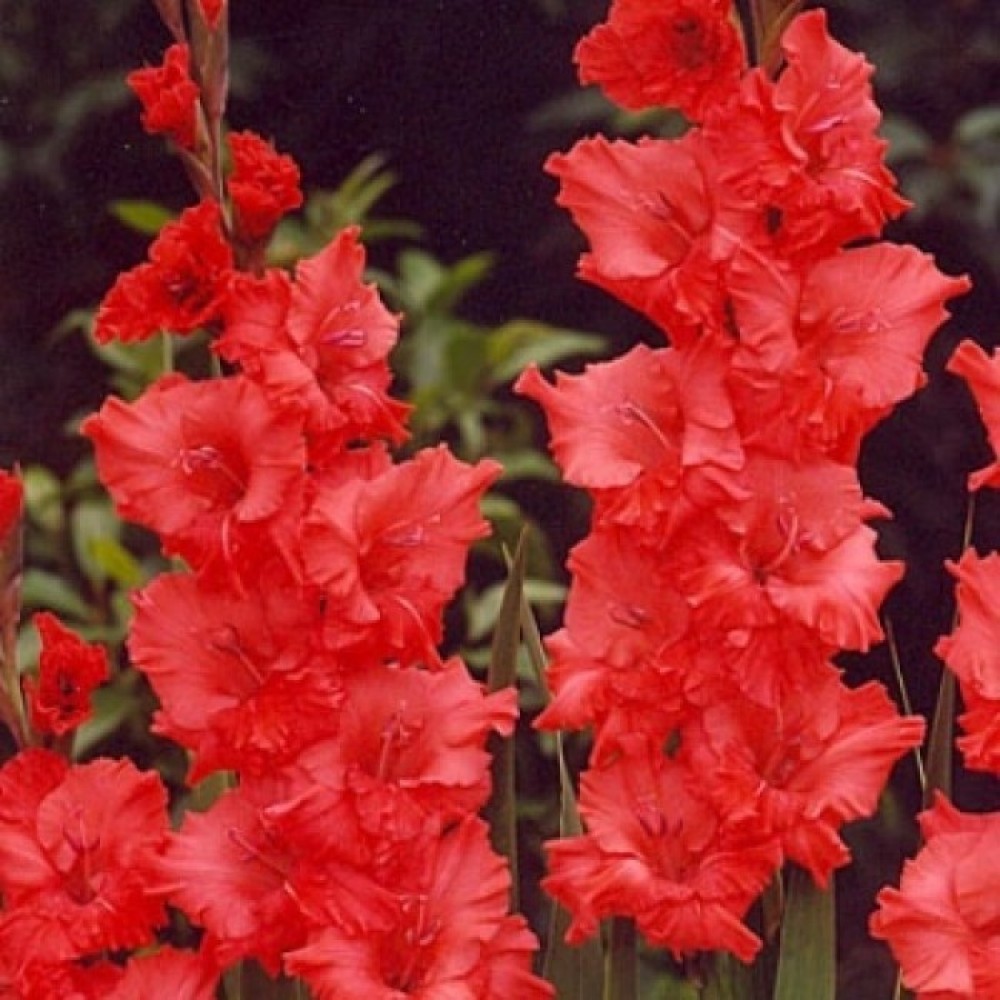 Превью изображения