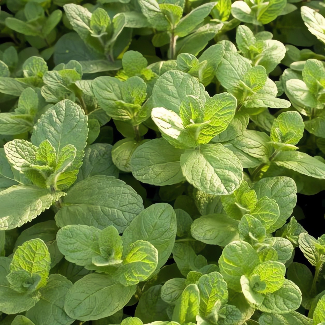 Превью изображения