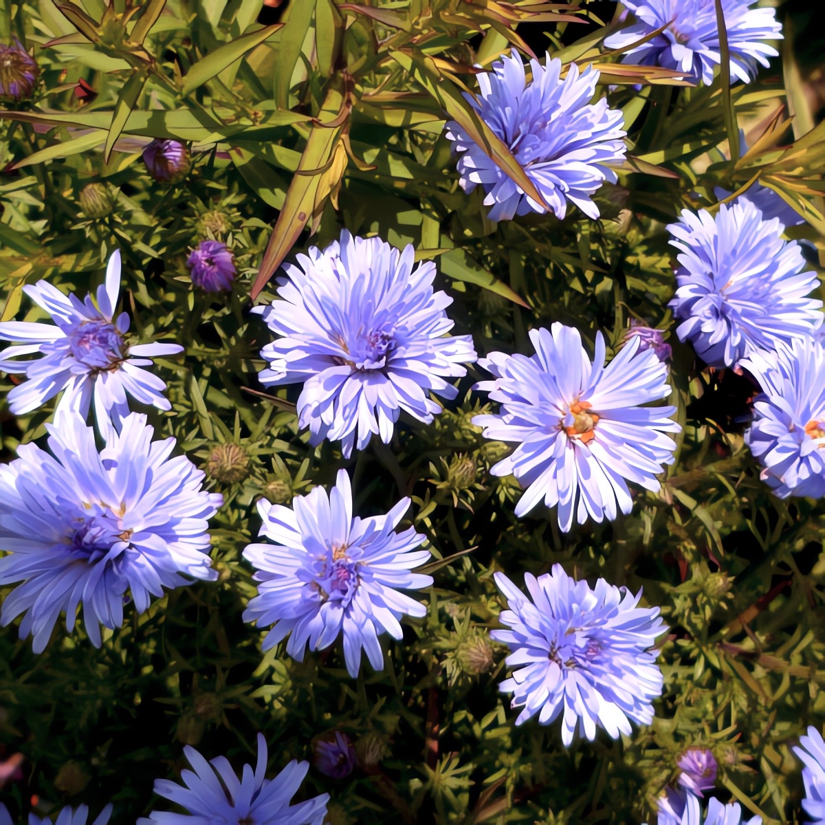 Превью изображения