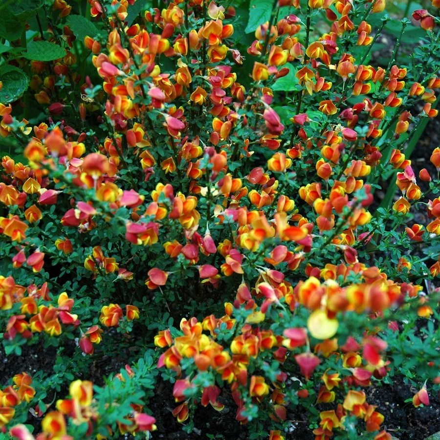 Превью изображения