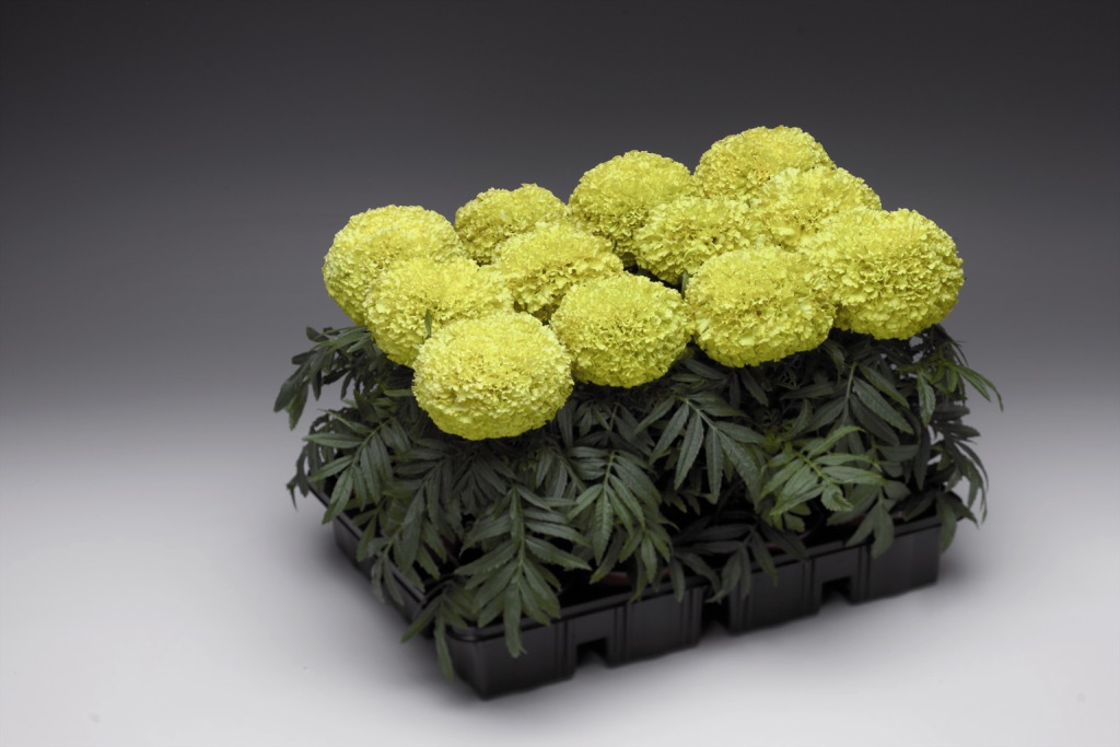 Превью изображения