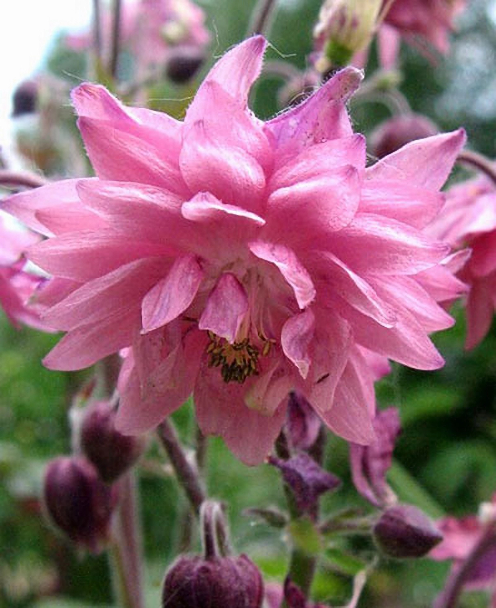 Превью изображения