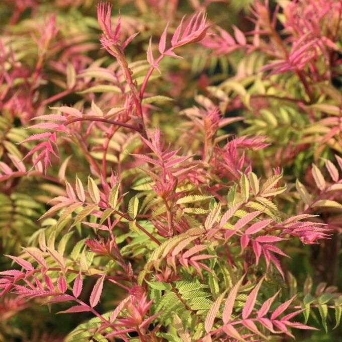 Превью изображения