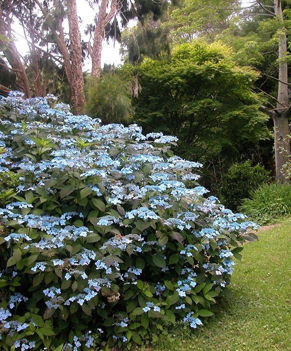 Превью изображения