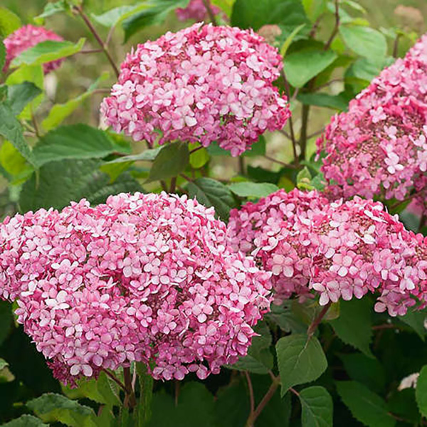 Превью изображения