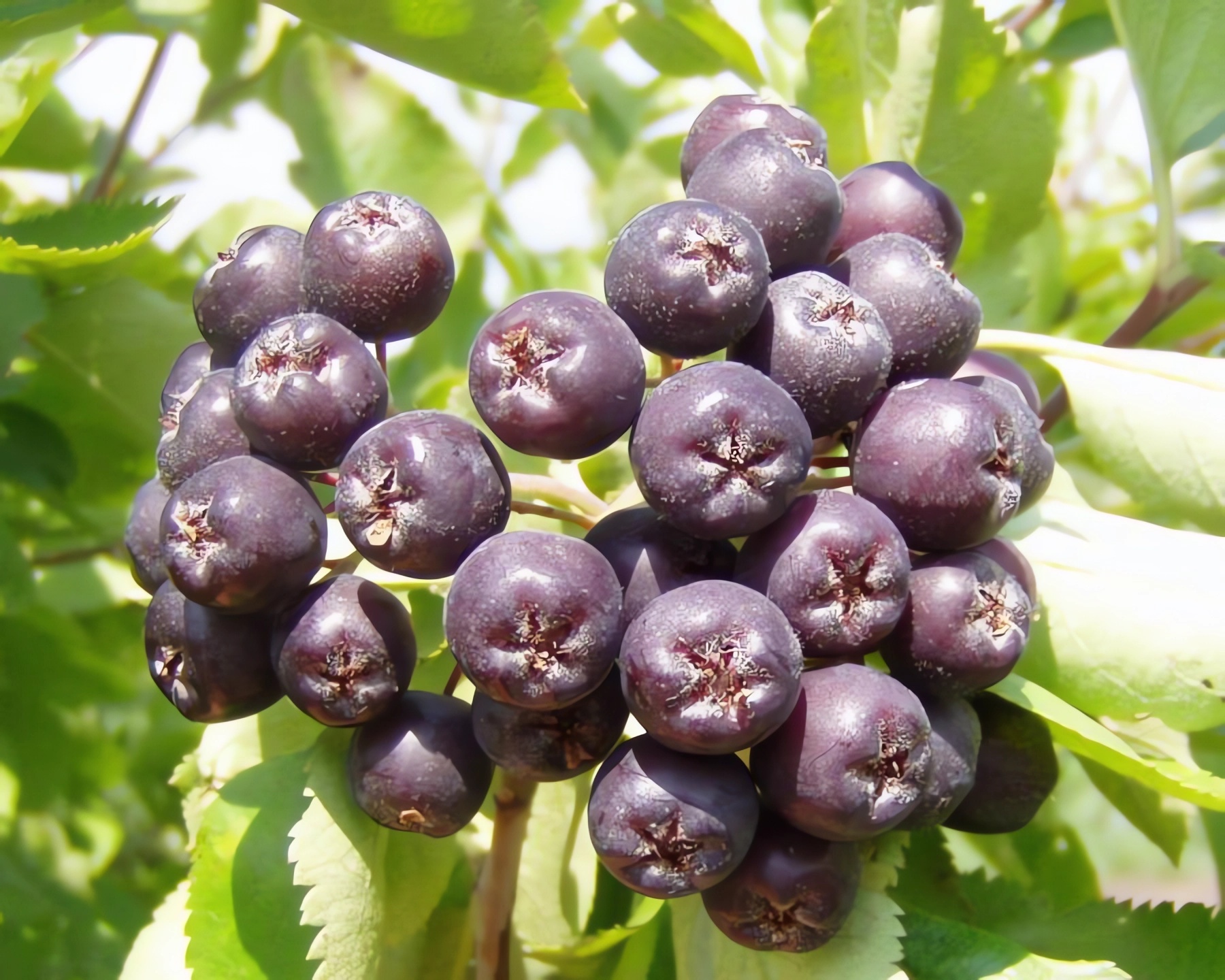 Превью изображения