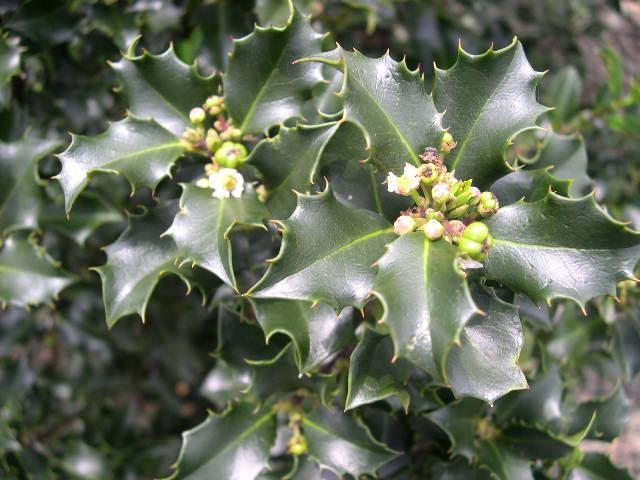 Превью изображения