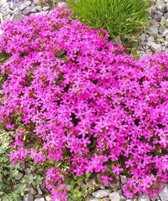 Превью изображения